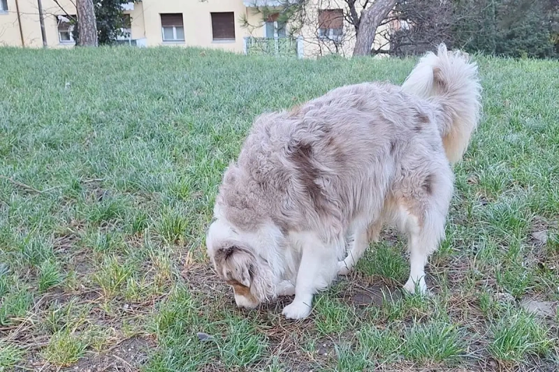 Australian Shepherd adulto che esplora l’ambiente annusando il terreno durante una passeggiata tranquilla