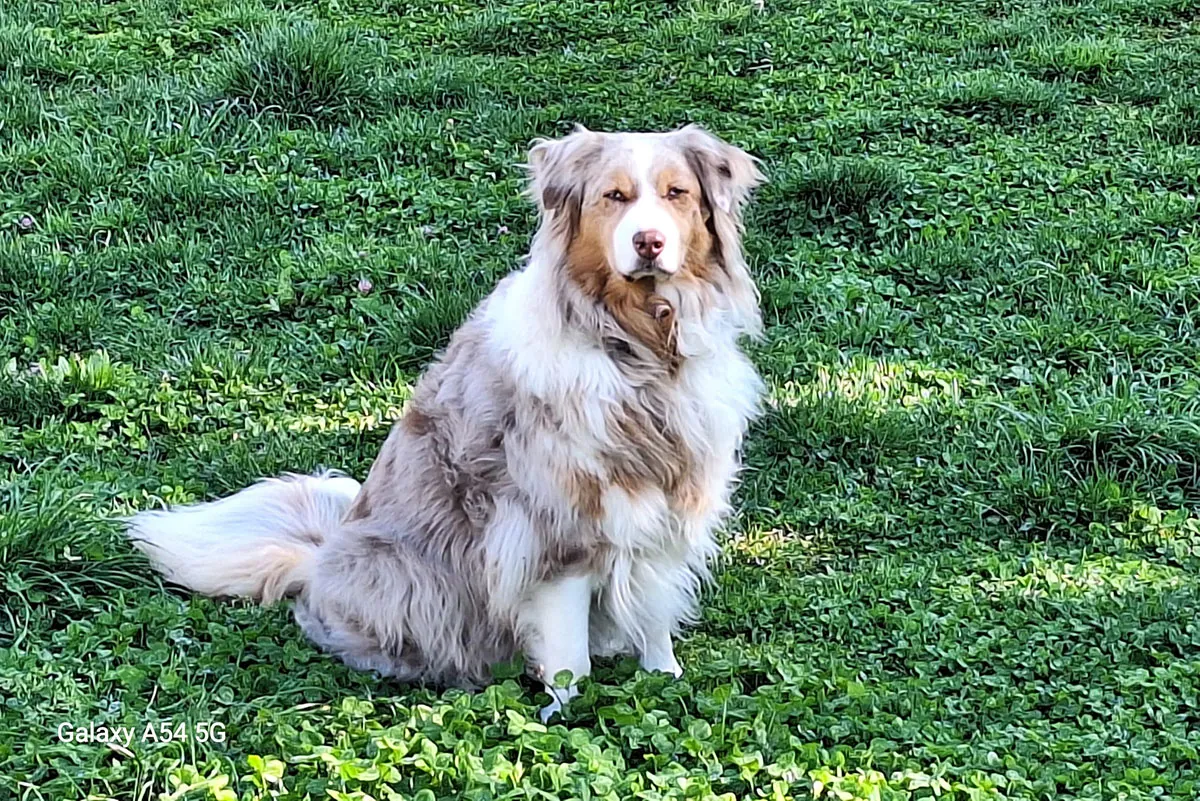 Pastore Australiano red merle seduto sull’erba, con espressione attenta e concentrata. L’immagine accompagna un articolo sull’intelligenza dell’Aussie, sulla sua capacità di osservare, interpretare il contesto e risolvere problemi anche nella vita quotidiana.