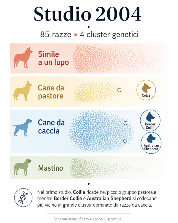 Schema semplificato dello studio genetico del 2004 sulle razze canine e sui quattro cluster genetici