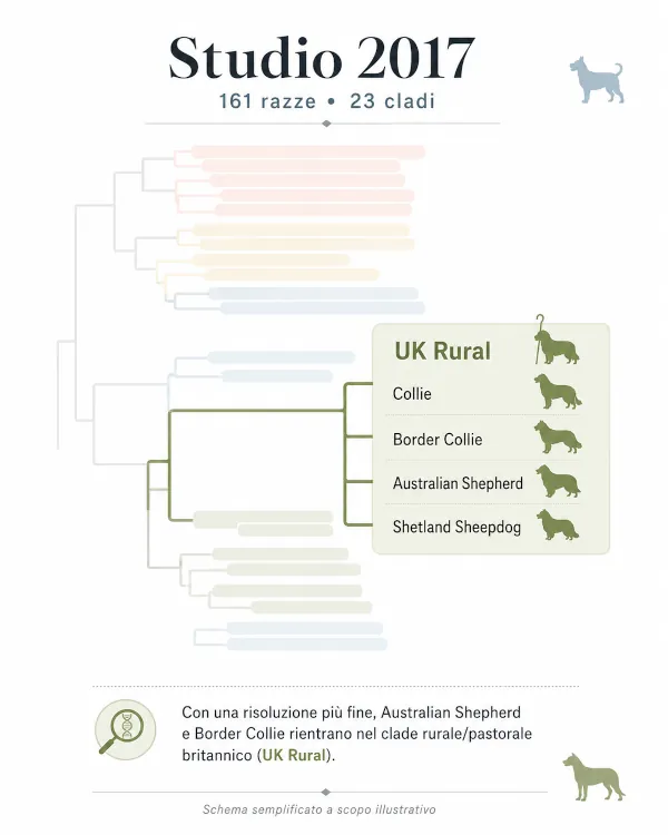 Schema semplificato dello studio genetico del 2017 con il clade UK Rural e le razze Collie, Border Collie, Australian Shepherd e Shetland Sheepdog