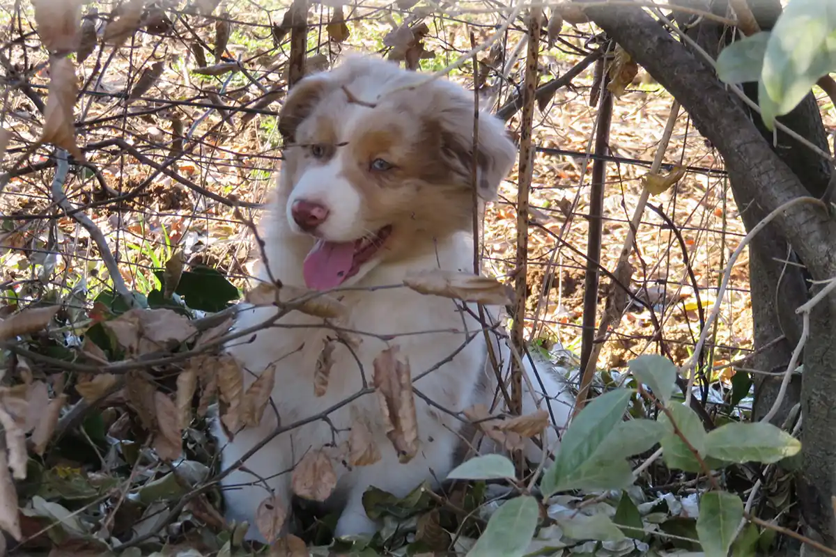 Cucciolo di Australian Shepherd red merle che esplora tra rami e foglie.