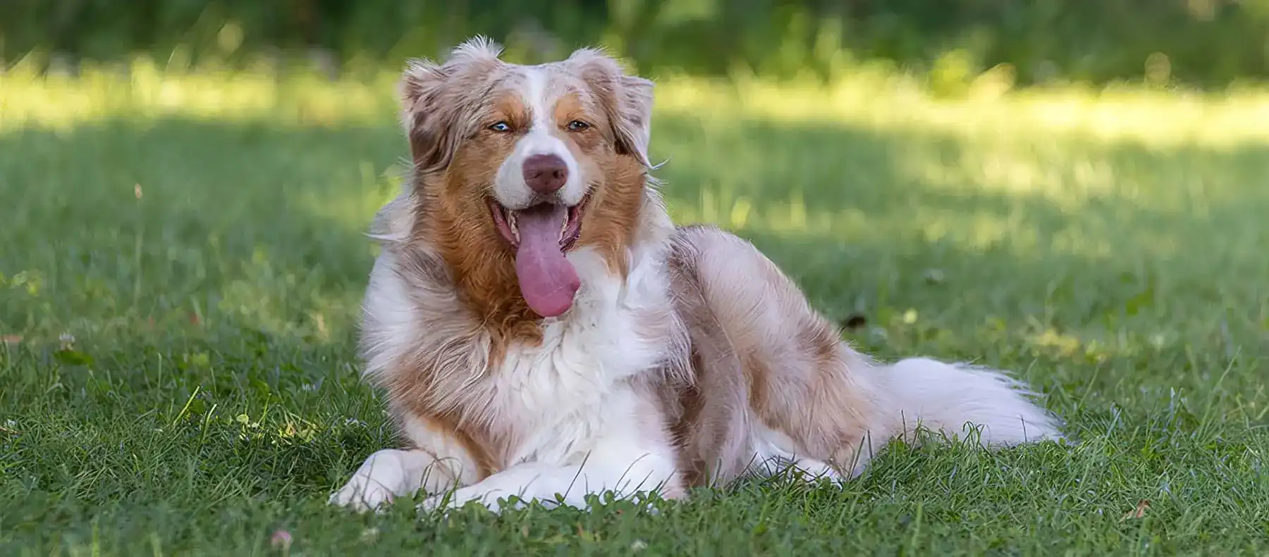 aussie nash soloaussie