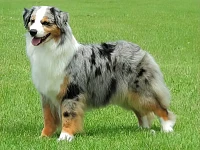 Mell, Australian Shepherd femmina, ripresa in stazione: struttura equilibrata, linea superiore stabile e proporzioni coerenti con una costruzione funzionale.