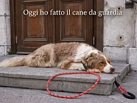 Un Pastore Australiano red merle è sdraiato sui gradini di un edificio, rilassato mentre il guinzaglio è appoggiato accanto a lui, simbolo di un momento di pausa in cui il cane affida al proprietario il ruolo di osservazione dell’ambiente.