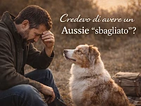 Un Pastore Australiano red merle osserva il suo proprietario durante una pausa all’aperto, in un momento di riflessione e connessione, simbolo del dubbio iniziale e della comprensione che nasce dall’osservazione.