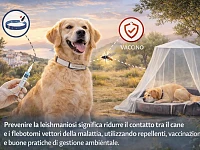 Illustrazione educativa sulla prevenzione della leishmaniosi nel cane che mostra l’uso di collari repellenti, vaccinazione e protezione ambientale per ridurre il contatto con i flebotomi.