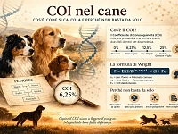 Immagine editoriale sul coefficiente di consanguineità (COI) nel cane, con rappresentazione di un pedigree, calcolo del COI e presenza di un cane, a supporto della comprensione della genetica e della selezione.
