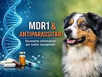 Illustrazione concettuale sul rapporto tra mutazione MDR1, farmaci antiparassitari e Australian Shepherd, con focus su genetica e valutazione del rischio.