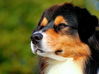 Immagine rappresentativa dell’intelligenza e della capacità attentiva del Pastore Australiano, utilizzata nell’articolo sull’interpretazione dell’intelligenza nel cane secondo etologia cognitiva.