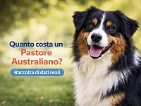 Fotografia di un Pastore Australiano Black Tri in ambiente naturale, utilizzata per rappresentare la raccolta di dati reali sul prezzo della razza in Italia.