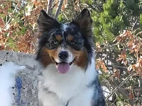 Australian Shepherd con orecchie erette in ambiente naturale. L’orecchiatura dritta è un carattere storicamente presente nella razza e spiegabile dal punto di vista genetico.