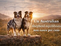 Due Australian Shepherd adulti in un contesto naturale al tramonto. L’immagine rappresenta l’equilibrio comportamentale della razza, risultato di genetica, esperienze e capacità di adattamento nella vita quotidiana.