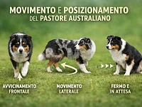 Immagine illustrativa dedicata alla prima scheda sulla comunicazione del Pastore Australiano. Sono rappresentate tre situazioni tipiche di movimento e posizionamento: avanzamento frontale, spostamento laterale e postura ferma in attesa, per evidenziare come il cane utilizzi lo spazio come forma di comunicazione.