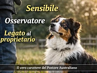 Australian Shepherd seduto all’aperto che osserva attentamente il proprietario, rappresentazione della sensibilità, capacità di osservazione e forte legame tipici della razza.