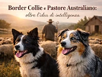 Un Border Collie e un Pastore Australiano ritratti insieme in un contesto rurale, con il gregge sullo sfondo. L’immagine richiama le origini funzionali delle due razze e invita a superare una lettura semplificata basata solo sull’idea di intelligenza.