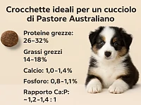 Immagine didattica con un cucciolo di Pastore Australiano e una lista dei valori nutrizionali ideali delle crocchette per la crescita (proteine, grassi, calcio, fosforo e rapporto Ca:P).