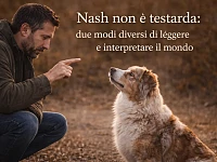 Un Pastore Australiano red merle osserva attentamente il proprio proprietario durante un momento di comunicazione all’aperto, rappresentando la relazione e la capacità del cane di interpretare segnali e contesto.