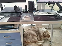 Una femmina di Pastore Australiano red merle dorme sotto una scrivania da lavoro, circondata da computer, libri e oggetti quotidiani. L’immagine accompagna una riflessione sull’Aussie moderno, tra origine da cane da lavoro e vita familiare contemporanea.