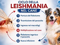 Illustrazione informativa sulla leishmaniosi nel cane con Australian Shepherd, flebotomo vettore e sintomi principali della malattia.