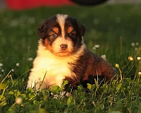 Cucciolo di Australian Shepherd tricolor seduto sull’erba illuminato dalla luce del tramonto, con uno sguardo attento e intenso.