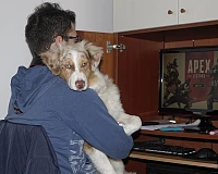 Pastore Australiano con ragazzo durante un momento di vita familiare