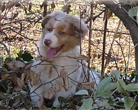 Cucciolo di Australian Shepherd red merle che esplora tra rami e foglie.
