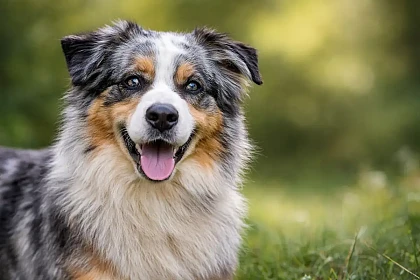 Ritratto di Australian Shepherd in ambiente naturale, con espressione rilassata e attenta, a rappresentare equilibrio mentale, calma e corretta gestione dell’attività quotidiana nella razza.